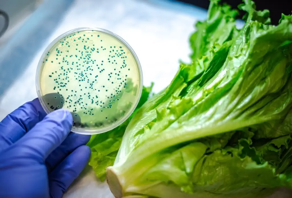 Petrischale mit coliformen Bakterienkolonien — Labor Novum Analytik Heilbronn